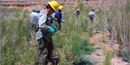 Lake Mead Exotic Plant Management Team