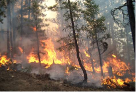 fire line in trees