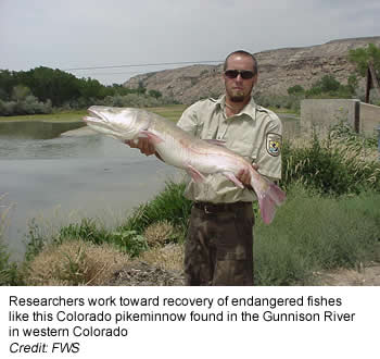 Colorado pikeminnow found in the Gunnison River in western Colorado