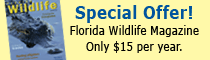 Florida Wildlife Magazine
