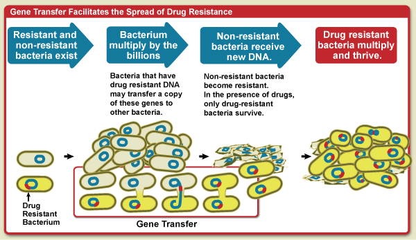 Diagram showing how gene transfer facilitates the spread of drug resistance. Bacteria multiply by the billions. Bacteria that have drug resistant DNA may transfer a copy of these genes to other bacteria. Non-resistant bacteria recieve the new DNA and become resistant to drugs. In the presence of drugs, only drug-resistant bacteria survive. The drug resistant bacteria multiply and thrive.