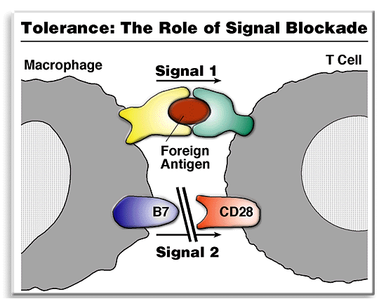 Tolerance: The Role of Signal Blockade