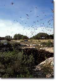 Bats flying out of Devils Sinkhole.