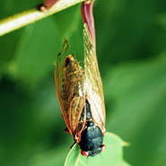 Cicada