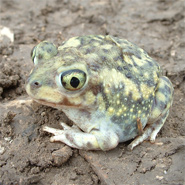 Close-up of a couch's spadefoot