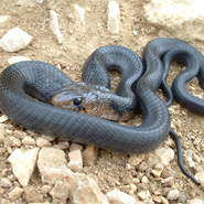 Texas Indigo Snake