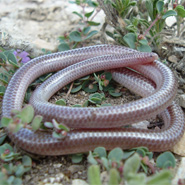 Texas Thread Snake