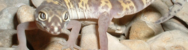 Texas Banded Gecko- Amistad NRA