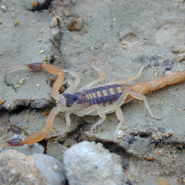 Striped Bark Scorpion