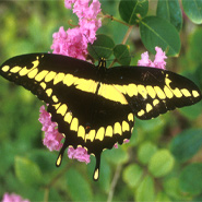 Giant Swallowtail