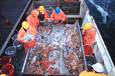 people sorting fish