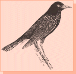 Drawing by Jim McEvoy: Brewer's blackbird