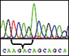 Diagram showing part of the normal gene sequence