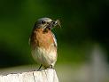 Bluebird with snack