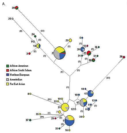 Diagram of haplotype analysis 