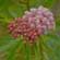 Swamp Milkweed