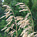 Smooth brome grass seedheads against a green backdrop of trees.