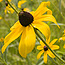 Golden black-eyed susans in bloom.