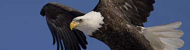 Bald eagle flies through a blue sky.