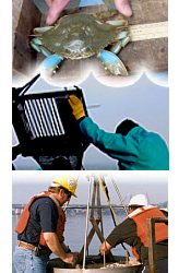 Measuring the carapace of a blue crab, two men bringing dredged sediment onboard a research vessel, two men taking sediment samples from a Smith-McIntyre dredge
