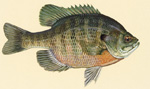 Bluegill image