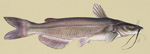 Channel Catfish image