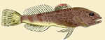 sculpin image