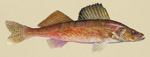 Walleye image