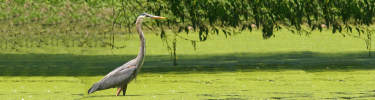 A blue heron wades along one of the shallow lakes of the Mississippi River corridor.