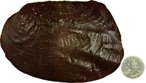 A Washboard mussel