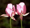 [photo]. Shows long-bearded star-tulip or Calochortus longebarbatus var. longebarbatus.