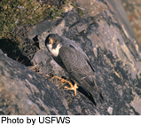 Image of a Peregrine Falcon