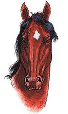 Drawing of a horse with a star marking. Artwork by Dale Crawford