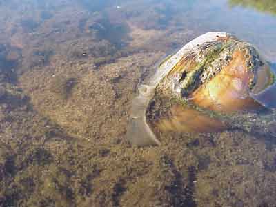 A mussel sticking out its siphon.