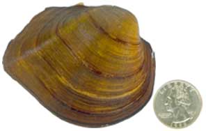 A Wabash Pigtoe mussel