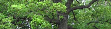 A burr oak spreads its leafy branches.