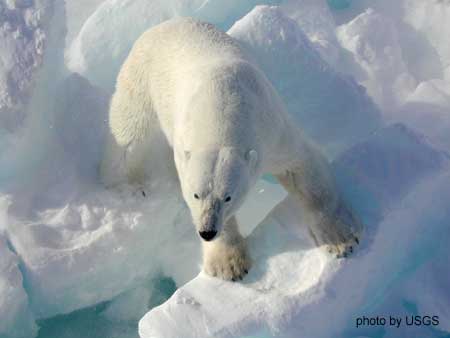 Male polar bear (Ursus maritimus)