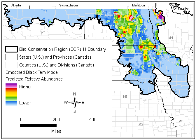 Black Tern Predicted Relative Abundance Map (United States)