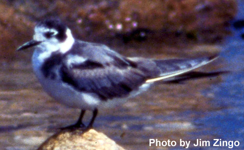 Black Tern