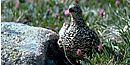 Willow Ptarmigan