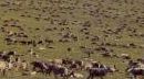 Caribou Herd