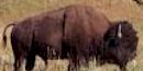 Bison