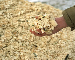 Picture of a hand holding woodchips in the foreground, a pile of woodchips in the background.