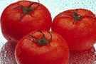 Three fresh market tomatoes