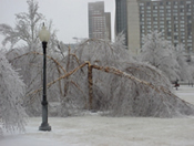 trees broken from weight of ice in Kansas City