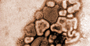 Image of swine flu virus developing in a chicken egg