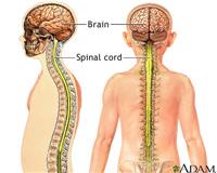 Diagram of the brain and spinal cord