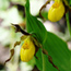 Lady Slipper Orchid