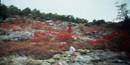 Fall color paints a glade bright red.