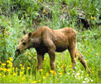 Photo of a young moose; When mouseovered shown is reflections of mountain area